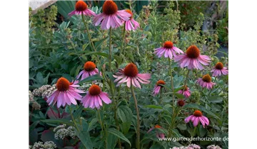 Gartenbaumschule Becker