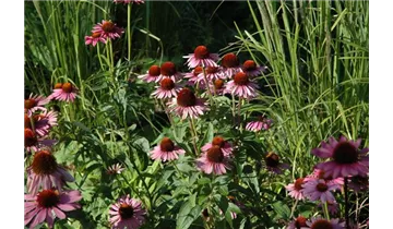 Gartenbaumschule Becker