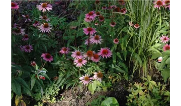 Gartenbaumschule Becker