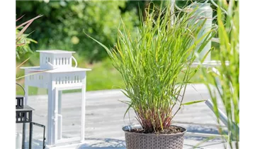 Gartenbaumschule Becker