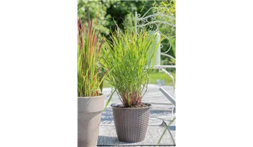 Gartenbaumschule Becker