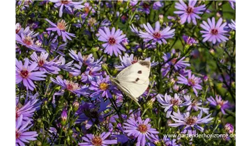 Gartenbaumschule Becker