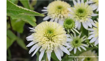 Gartenbaumschule Becker