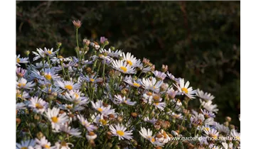Gartenbaumschule Becker