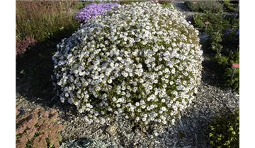 Gartenbaumschule Becker