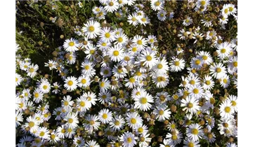 Gartenbaumschule Becker