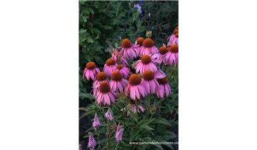 Gartenbaumschule Becker