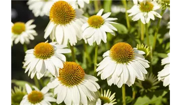 Gartenbaumschule Becker