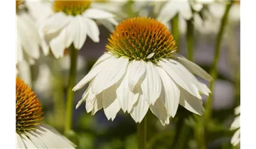 Gartenbaumschule Becker