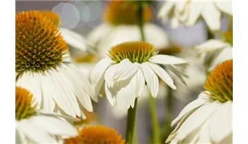 Gartenbaumschule Becker