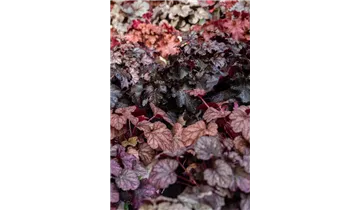 Gartenbaumschule Becker