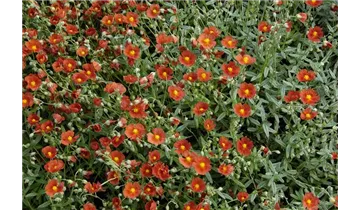 Gartenbaumschule Becker