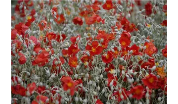 Gartenbaumschule Becker