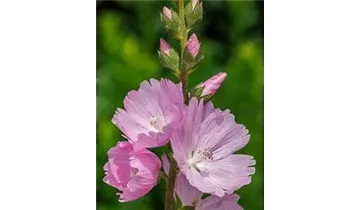 Gartenbaumschule Becker