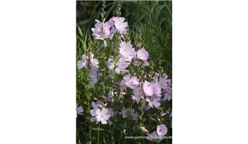 Gartenbaumschule Becker