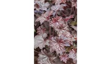 Gartenbaumschule Becker