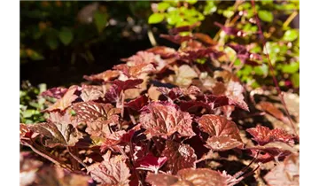 Gartenbaumschule Becker