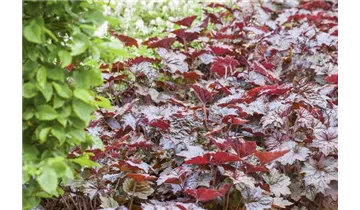 Gartenbaumschule Becker