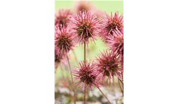 Gartenbaumschule Becker