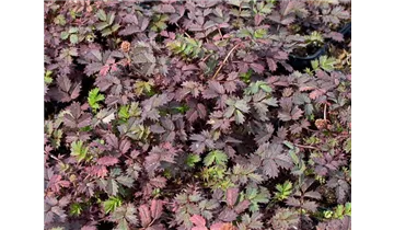 Gartenbaumschule Becker