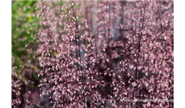 Gartenbaumschule Becker