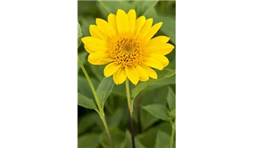 Gartenbaumschule Becker