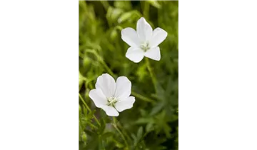 Gartenbaumschule Becker