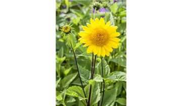 Gartenbaumschule Becker