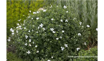 Gartenbaumschule Becker