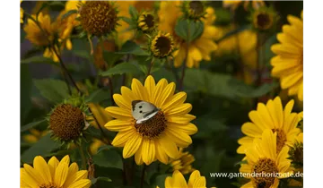 Gartenbaumschule Becker