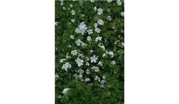 Gartenbaumschule Becker