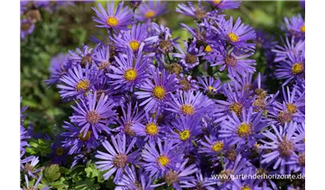 Gartenbaumschule Becker