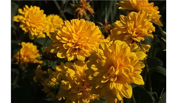 Gartenbaumschule Becker