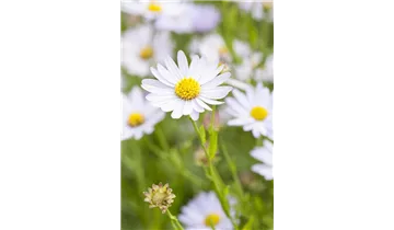 Gartenbaumschule Becker