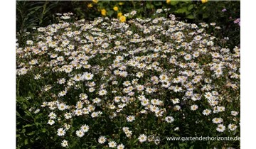 Gartenbaumschule Becker