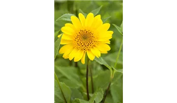 Gartenbaumschule Becker