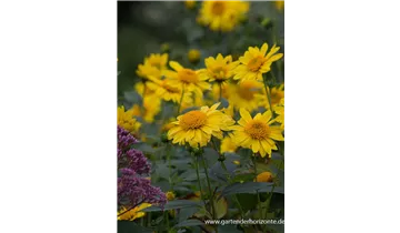 Gartenbaumschule Becker