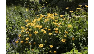 Gartenbaumschule Becker