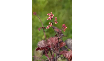 Gartenbaumschule Becker