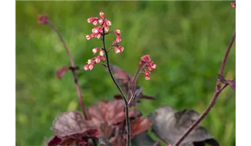 Gartenbaumschule Becker