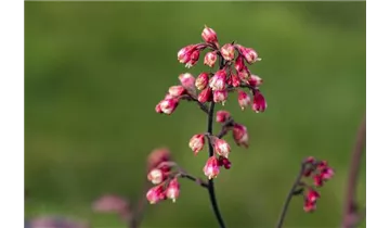 Gartenbaumschule Becker