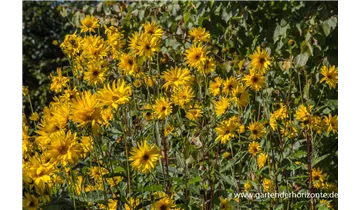 Gartenbaumschule Becker