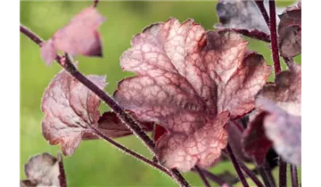 Gartenbaumschule Becker