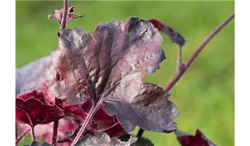 Gartenbaumschule Becker