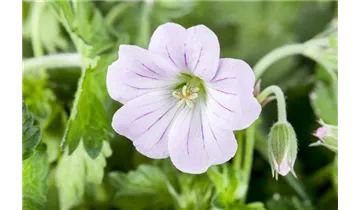 Gartenbaumschule Becker