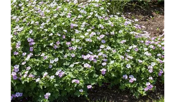 Gartenbaumschule Becker