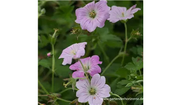 Gartenbaumschule Becker