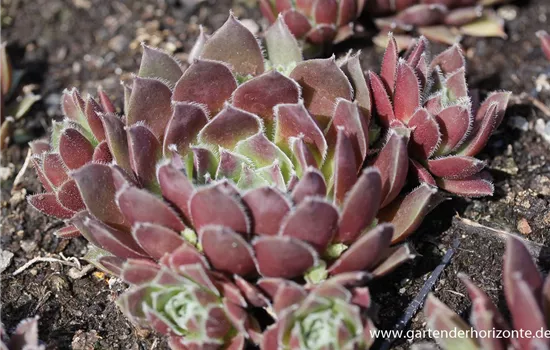 Garten-Steinrose 'Pilatus'