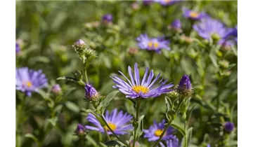 Gartenbaumschule Becker