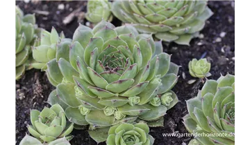 Gartenbaumschule Becker